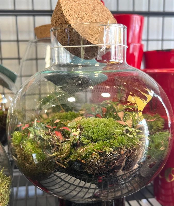Terrarium