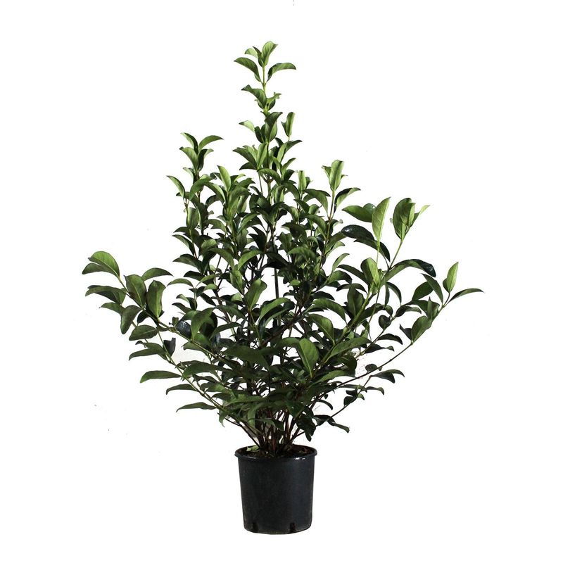 Riburnium Lucido