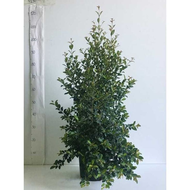 Eugenia