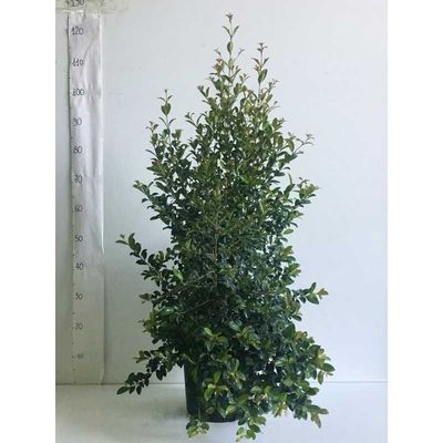Eugenia