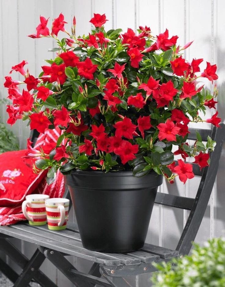 Dipladenia
