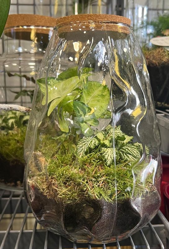 Terrarium I