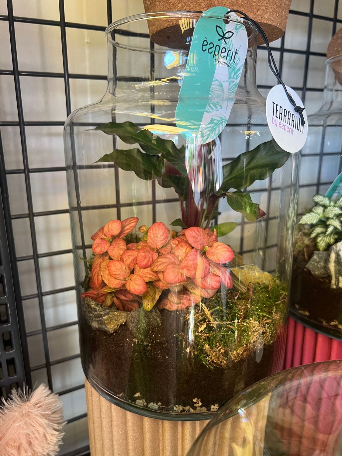 Terrarium P