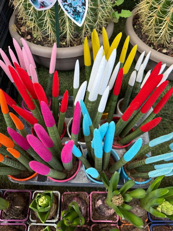 Sanseveria Cilindrica