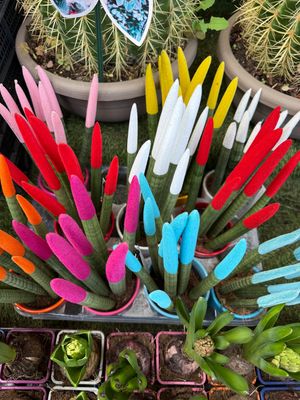 Sanseveria Cilindrica Sanseveria Cilindrica