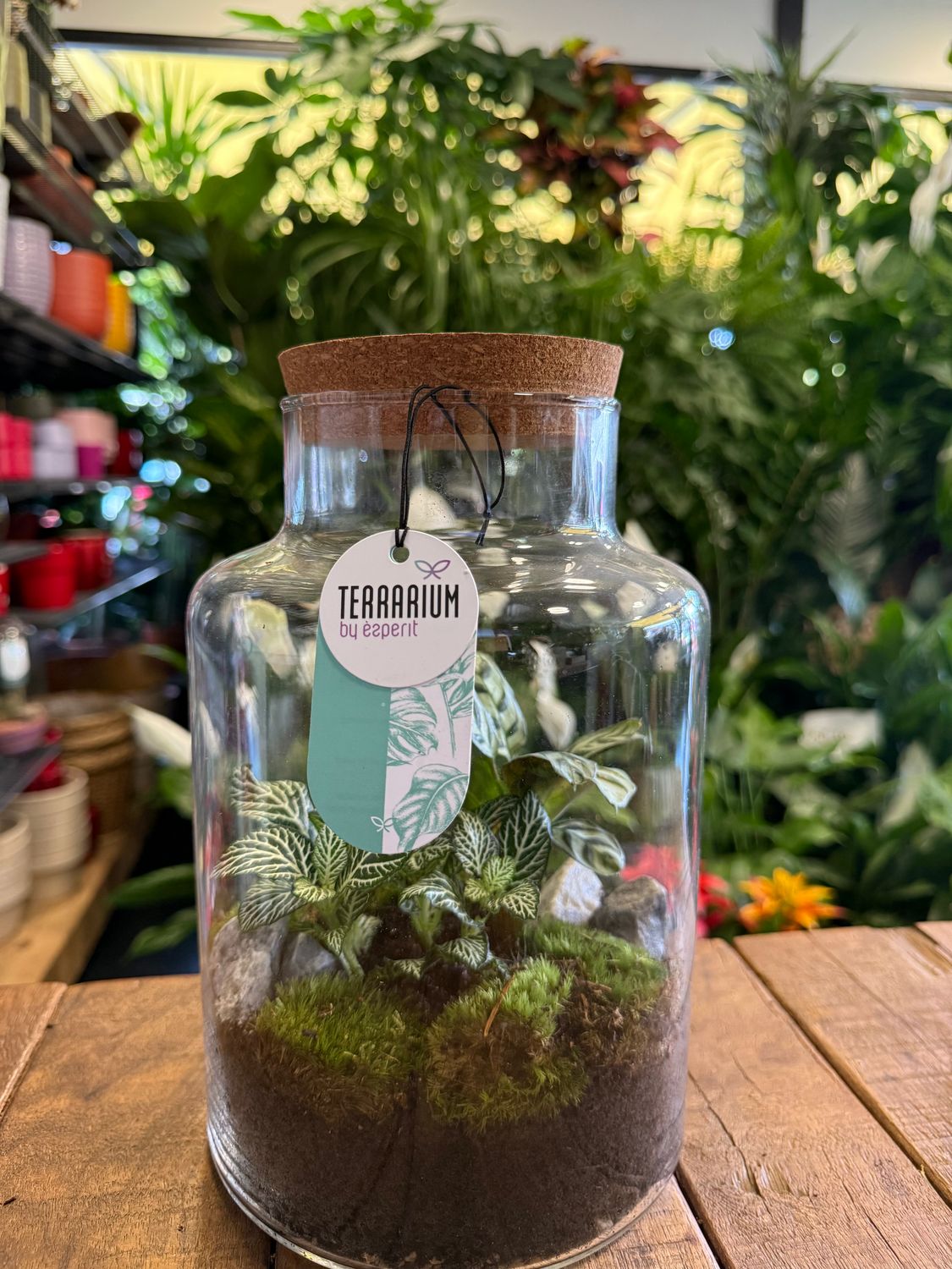 Terrarium A