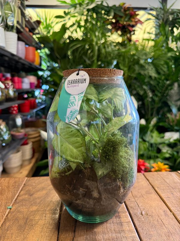 Terrarium C Terrarium C