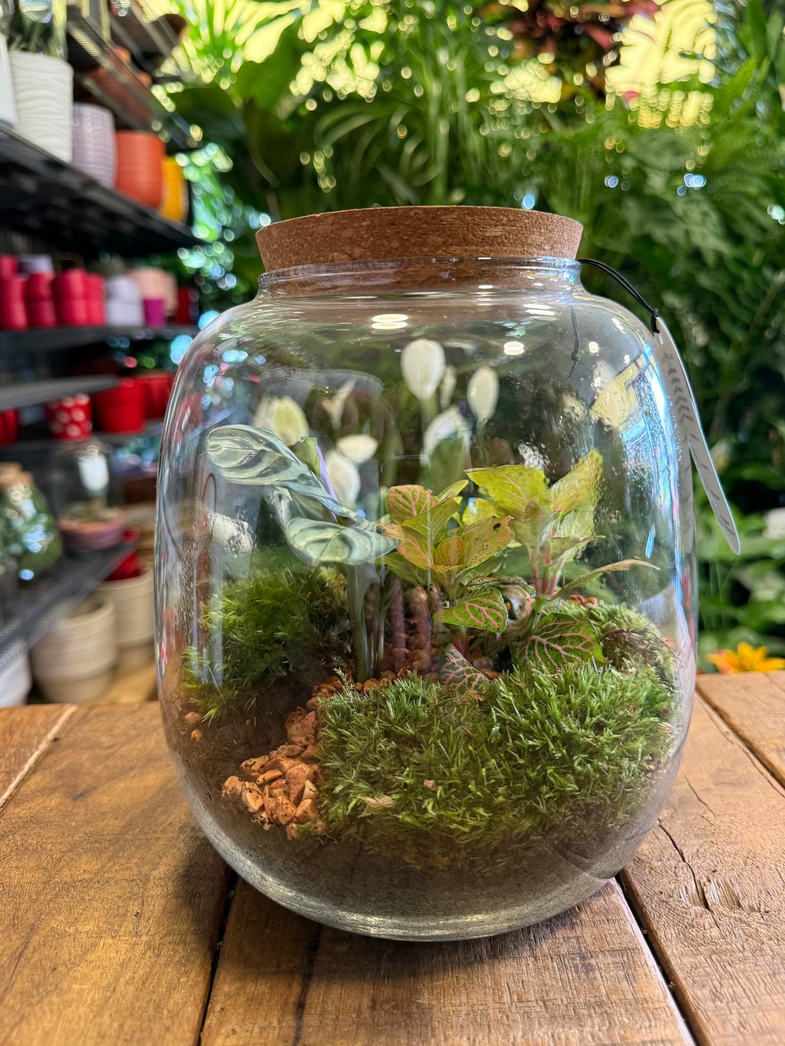 Terrarium F