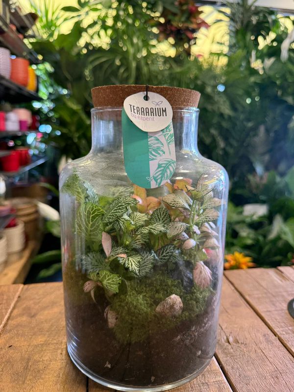 Terrarium G Terrarium G