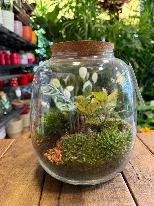 Terrarium B Terrarium B