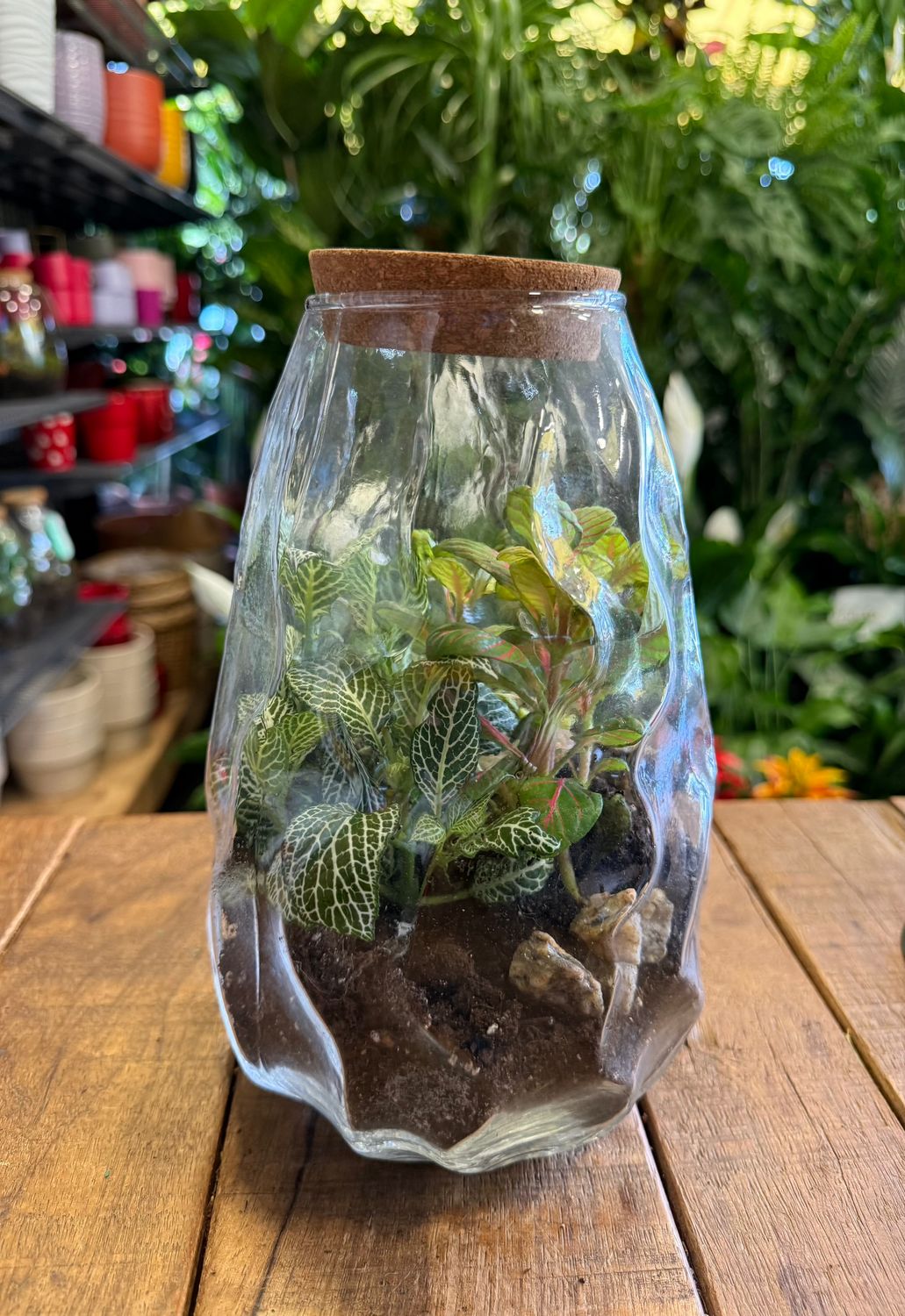 Terrarium D