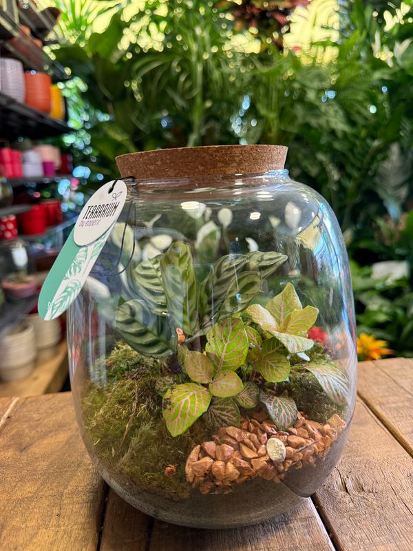 Terrarium H Terrarium H