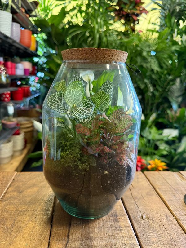 Terrarium M Terrarium M