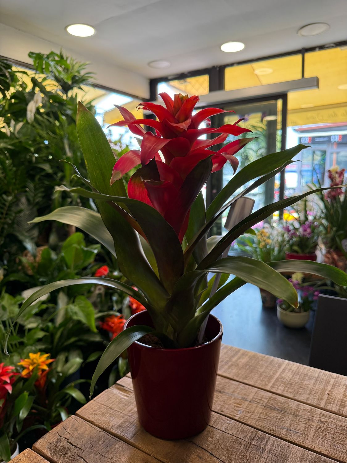 Guzmania + vaso in abbinamento