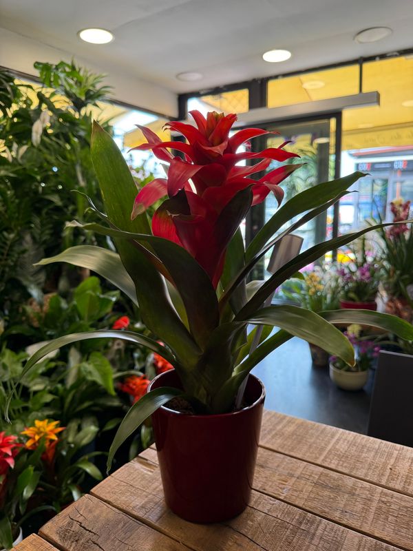 Guzmania + vaso in abbinamento