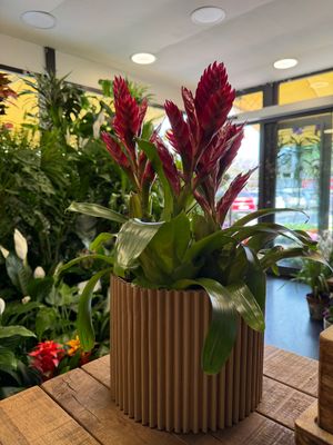Bromelia con box in abbinamento Bromelia con box in abbinamento