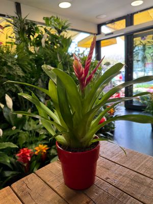 Bromelia con vaso in abbinamento Bromelia con vaso in abbinamento