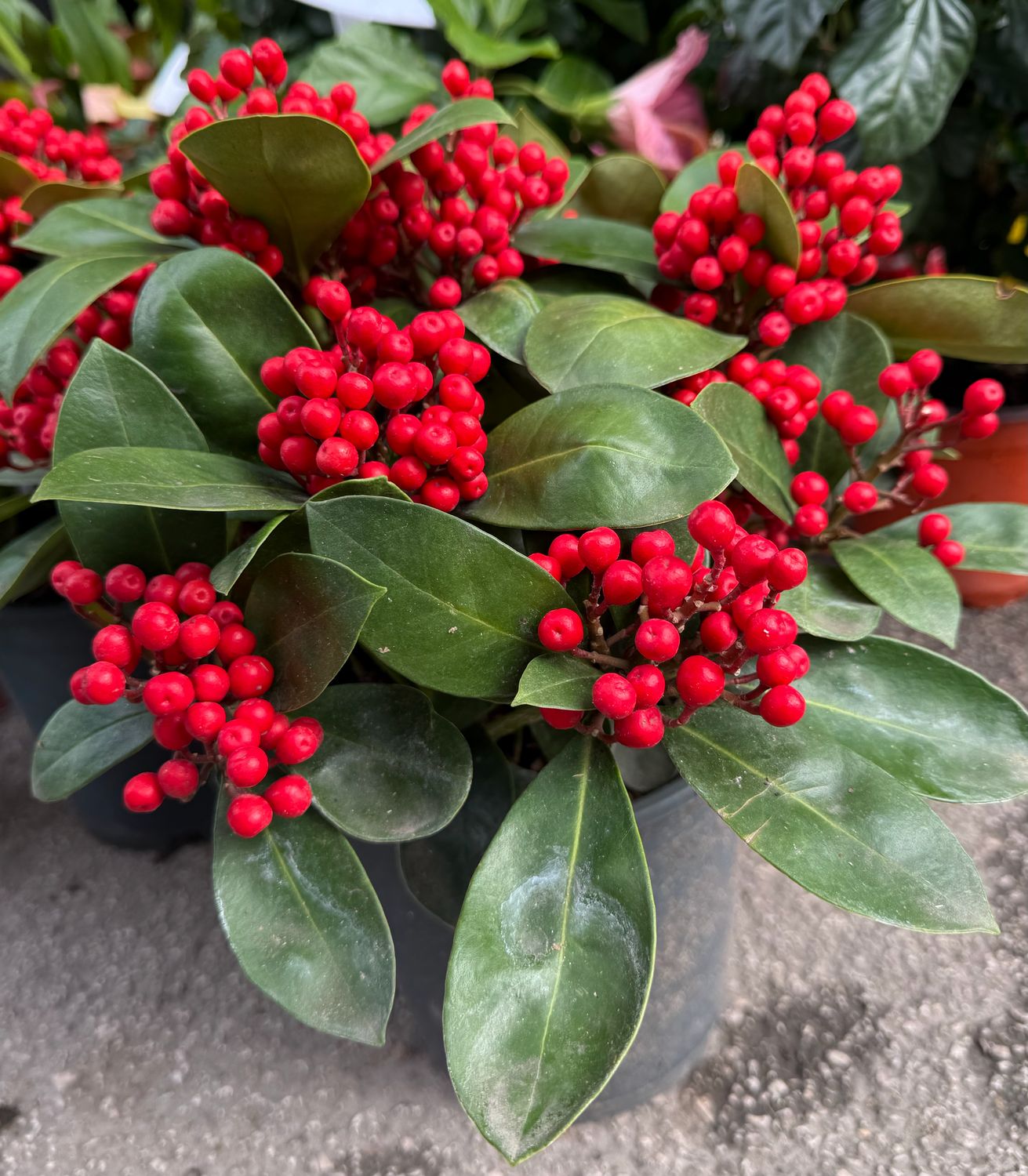 Skimmia Skimmia