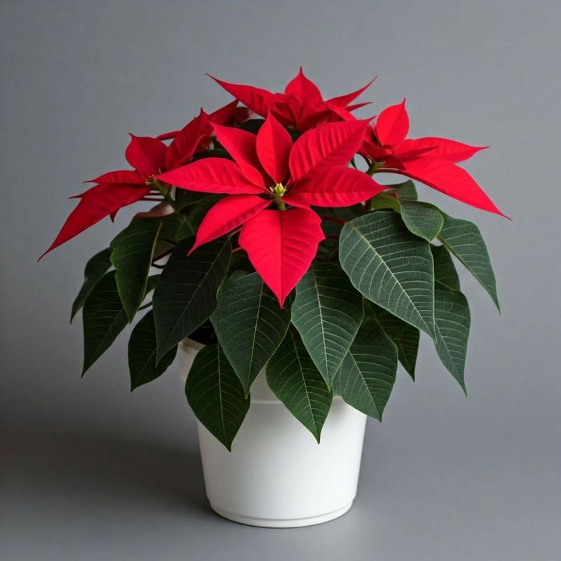 Ciotola Stelle di Natale