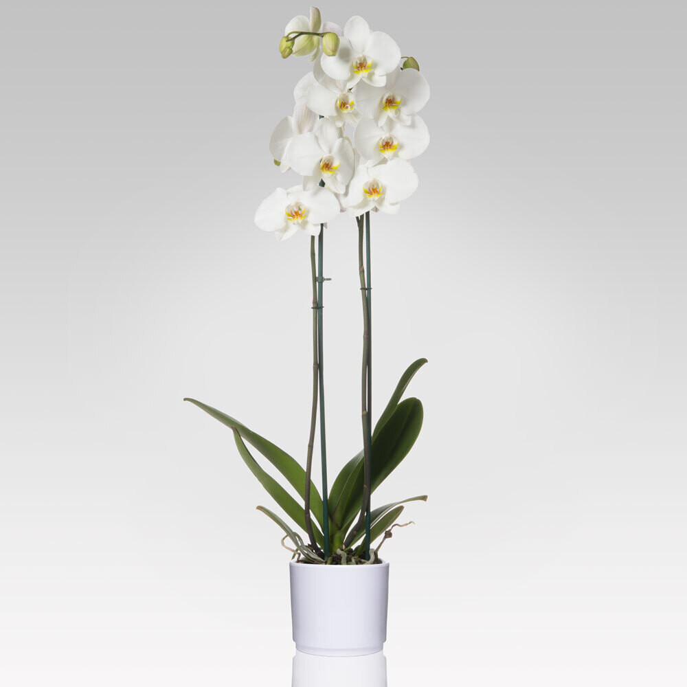 Pianta Orchidee Pianta Orchidee
