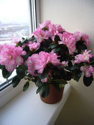 Azalea