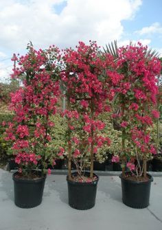 Buganvillea Buganvillea