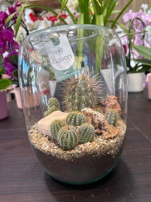 Terrarium C
