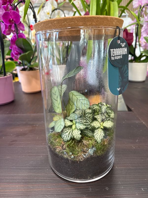 Terrarium E