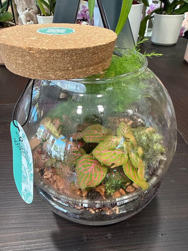 Terrarium F