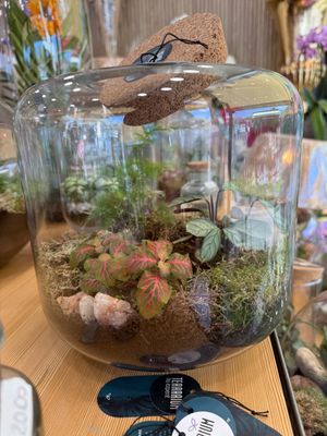 Terrarium H