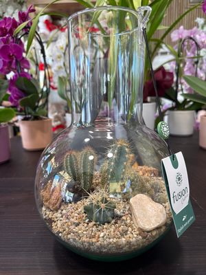 Terrarium D