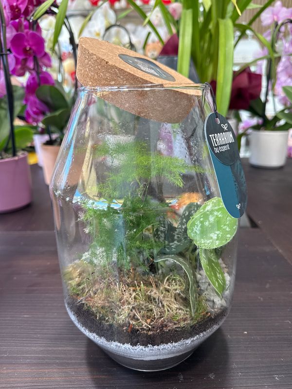 Terrarium I