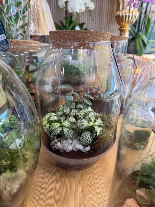 Terrarium M