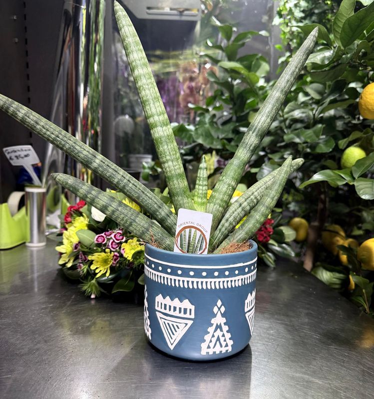 Sanseveria in terracotta