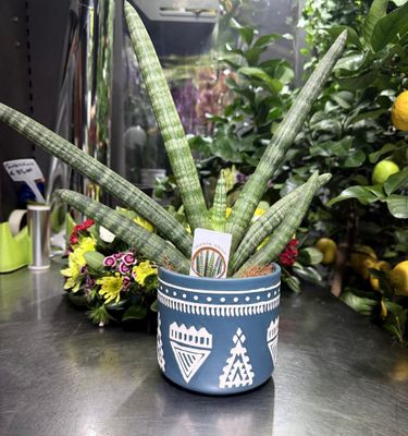 Sanseveria in terracotta