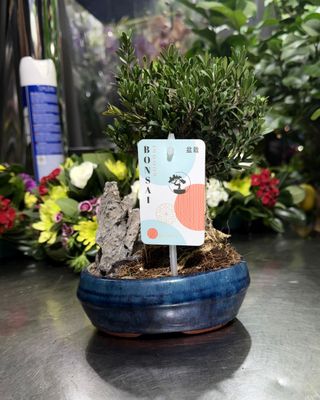 Bonsai Buxus Bonsai Buxus