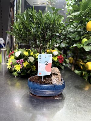 Mini Bonsai in Vaso di Terracotta