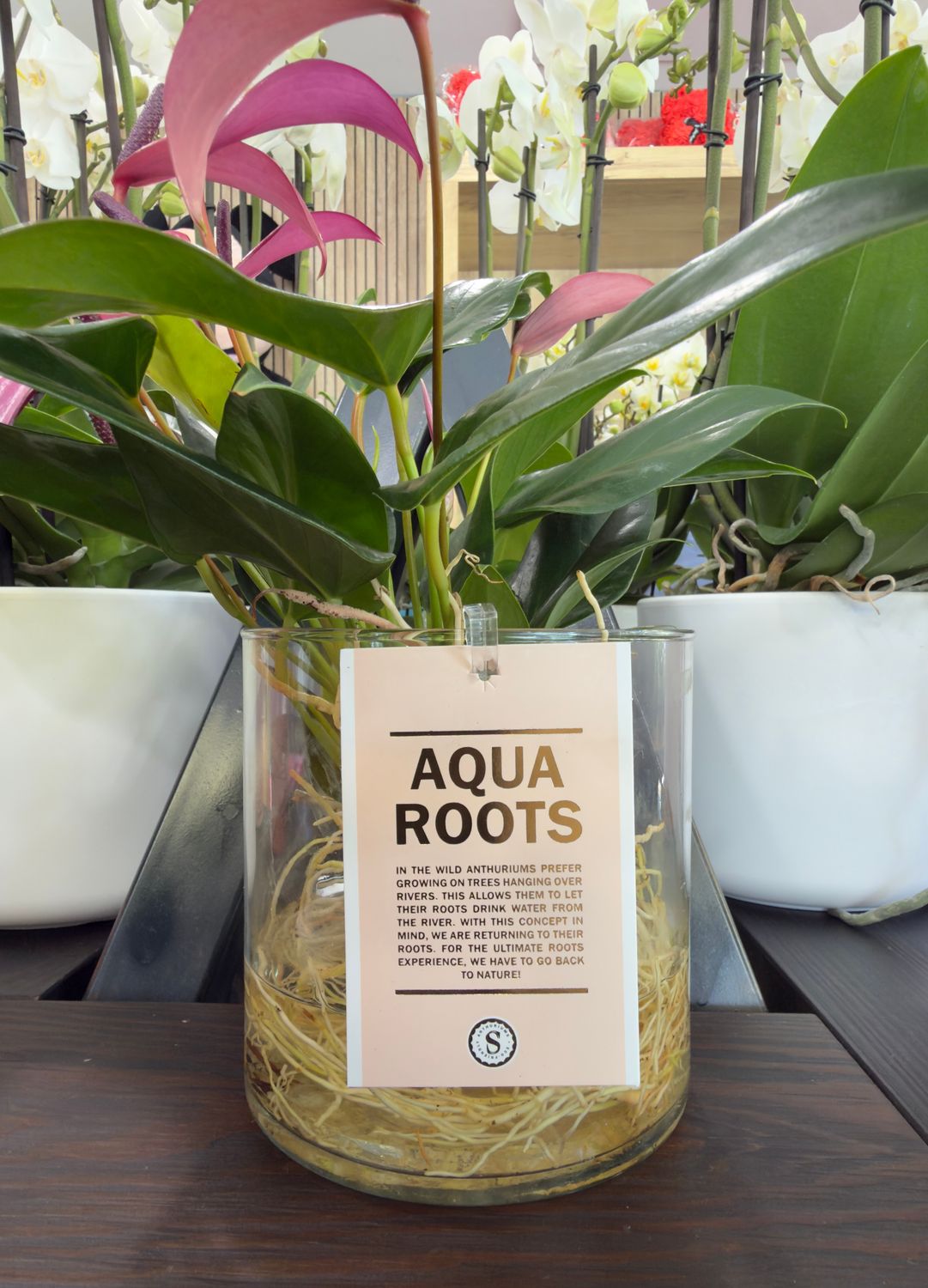 Pianta Idrocultura Aqua Roots Viola
