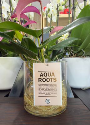 Pianta Idrocultura Aqua Roots Viola