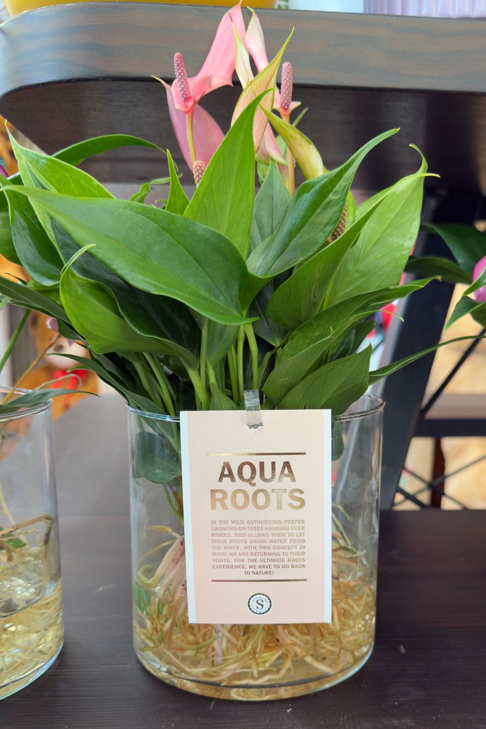 Pianta Idrocultura Aqua Roots Rosa