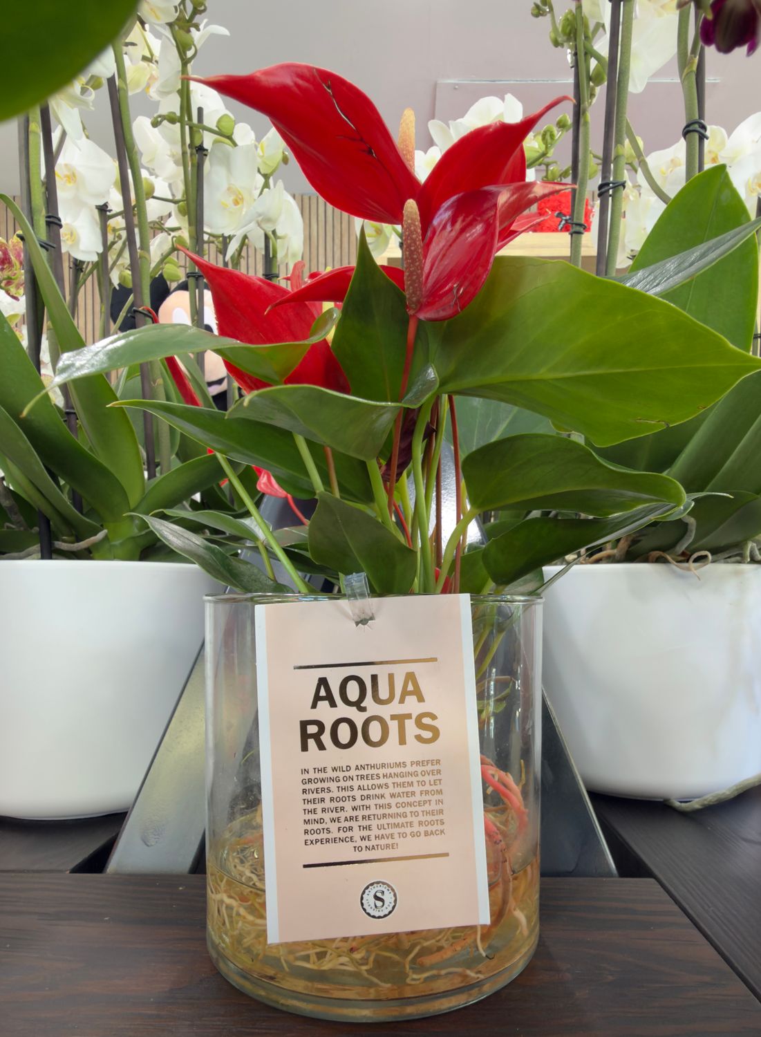 Pianta Idrocultura Aqua Roots Rossa