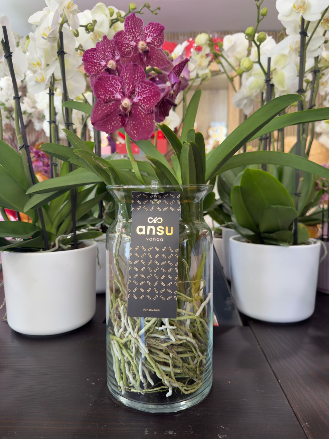 Orchidea Vanda Porpora