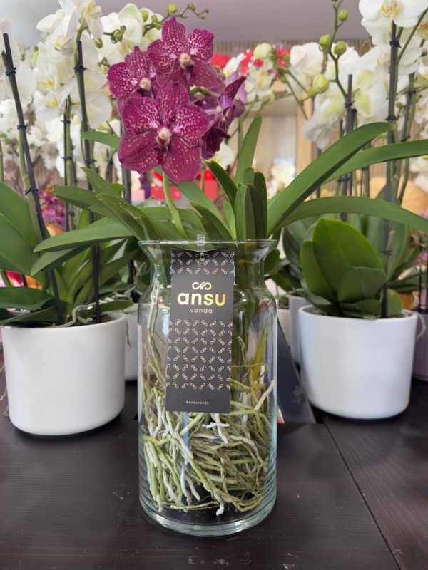 Orchidea Vanda Porpora