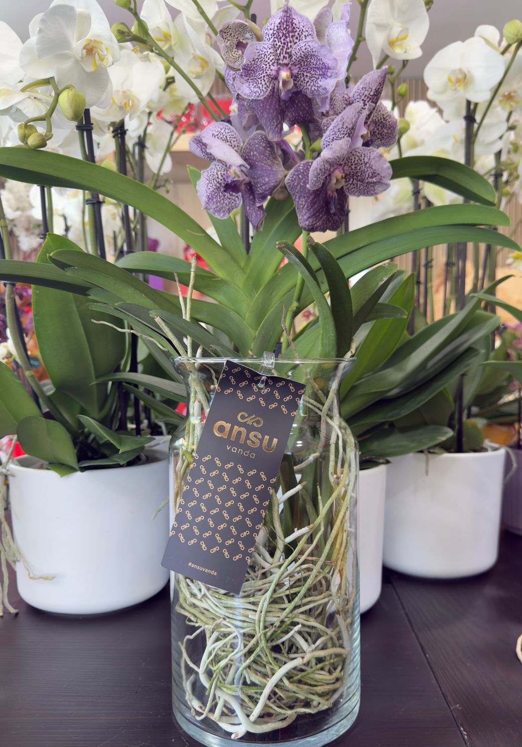 Orchidea Vanda Glicine