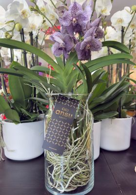 Orchidea Vanda Glicine Orchidea Vanda Glicine