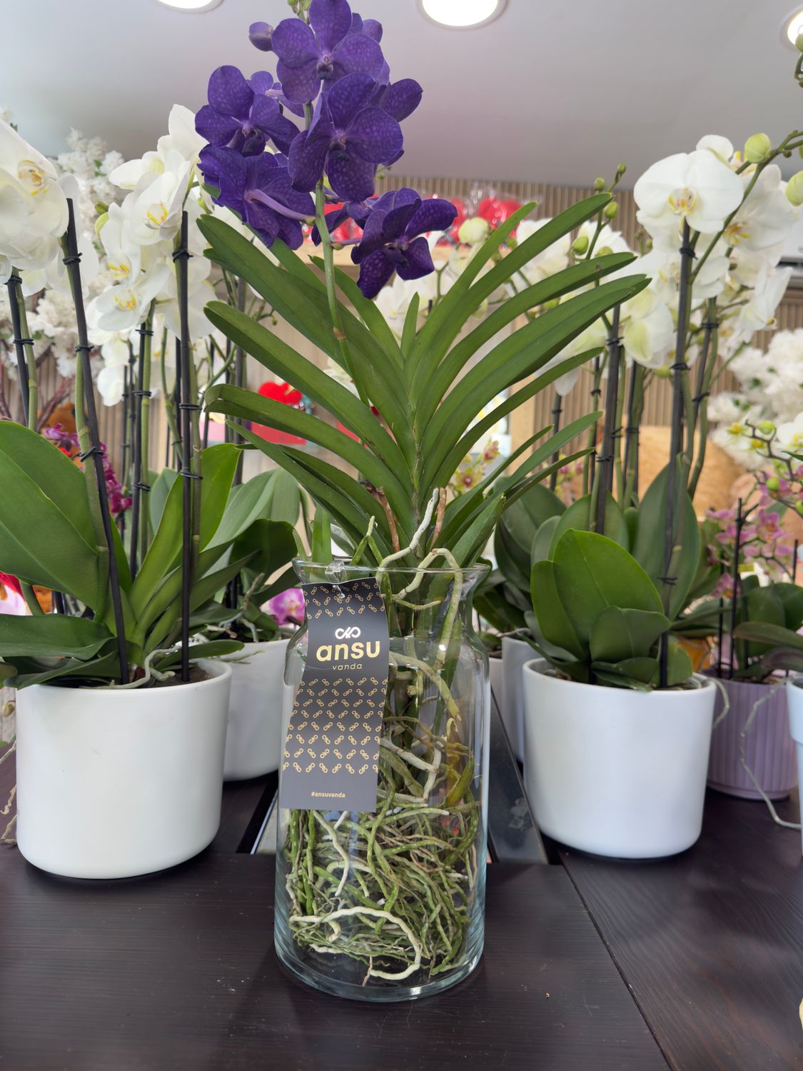 Orchidea Vanda Viola