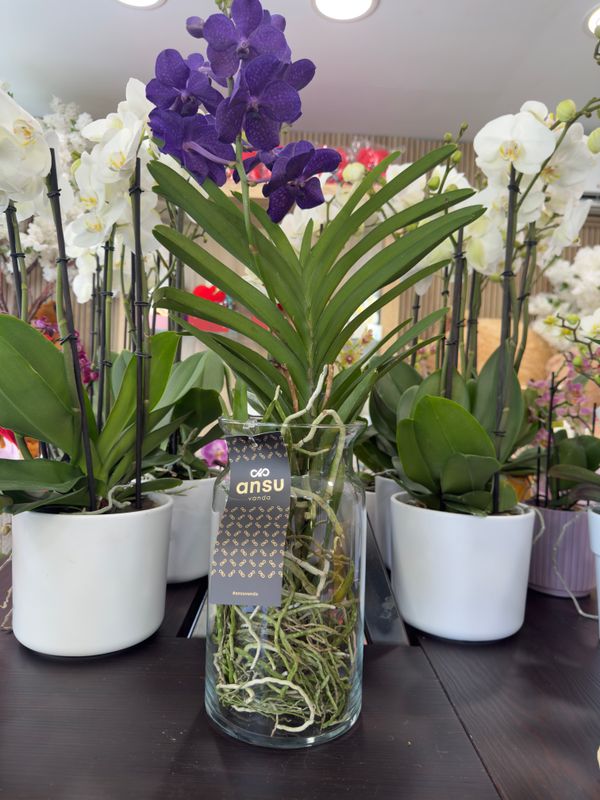 Orchidea Vanda Viola