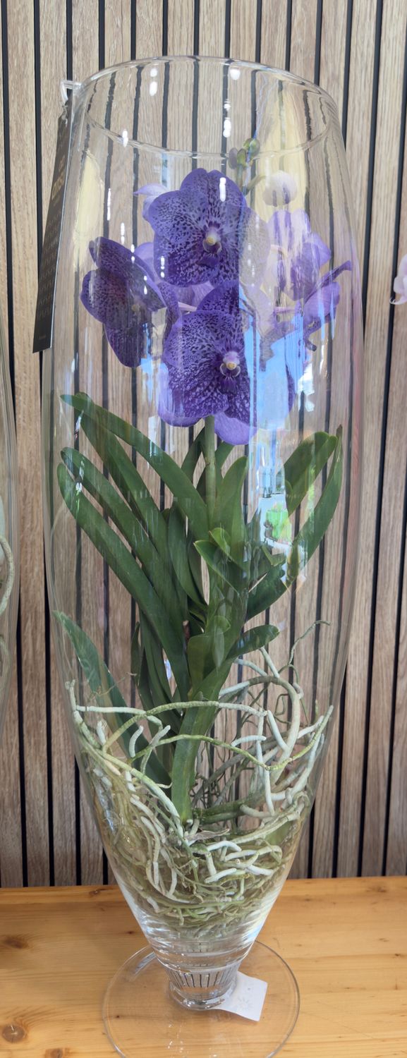 Orchidea Vanda in vetro Viola