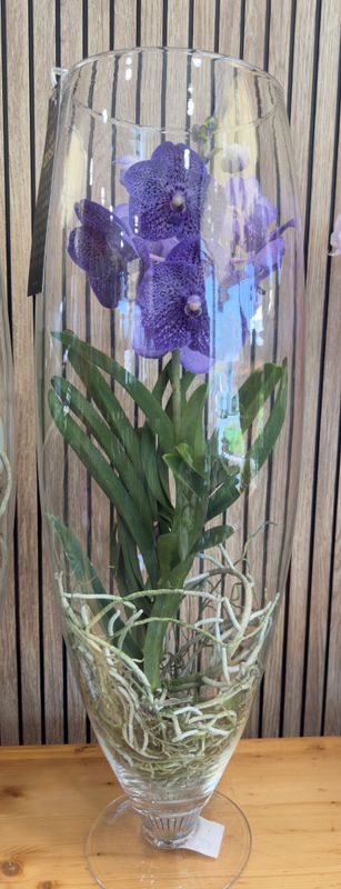 Orchidea Vanda in vetro Viola