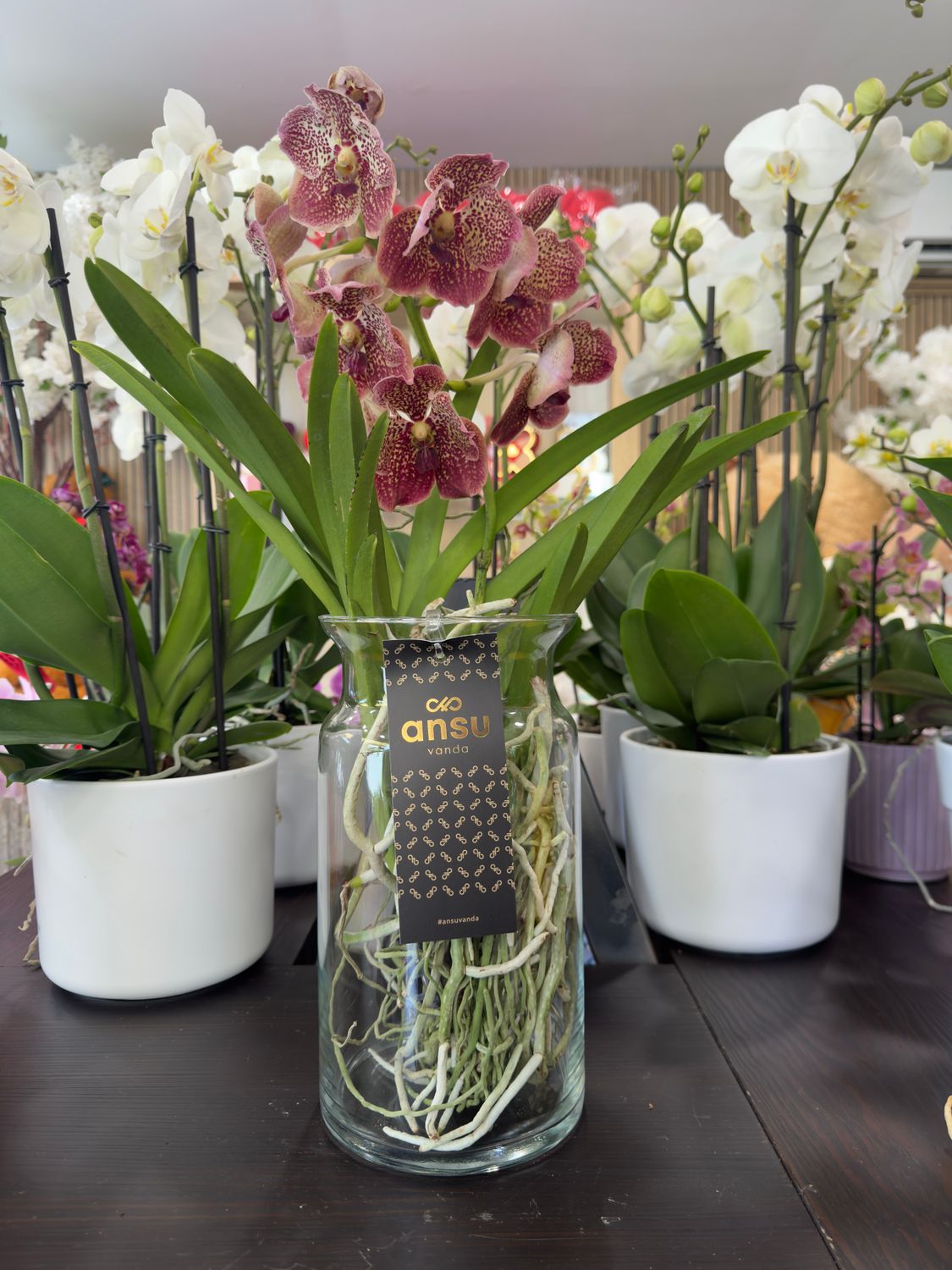 Orchidea Vanda Maculata